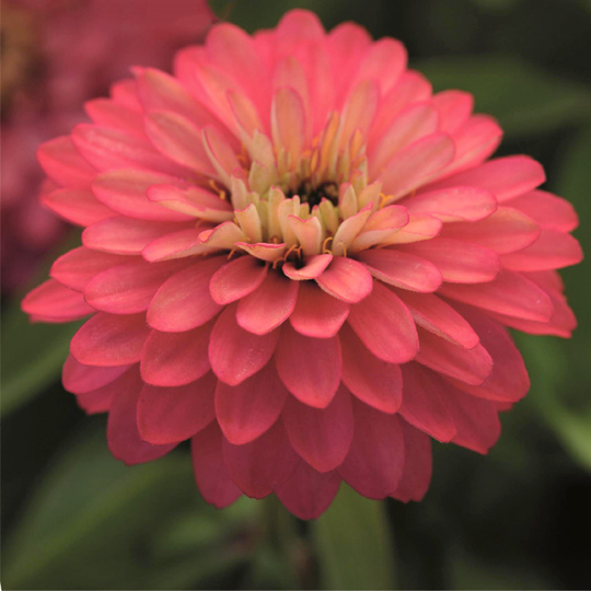 Zinnia 'Zahara Salmon Rose'