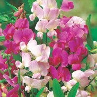 Rosenvial 'Everlasting', mix