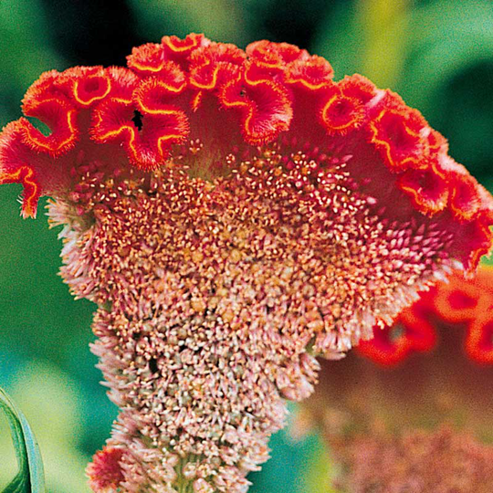 Tuppkam 'Bombay Orange'