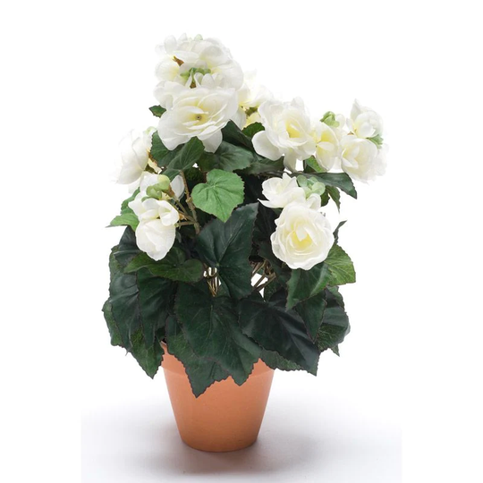 Emerald Konstväxt Begonia Kruka 11cm