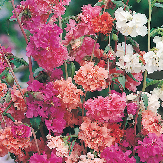 Clarkia 'Choice Double Mixed'