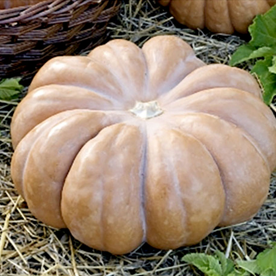 Myskpumpa Muscade De Provence