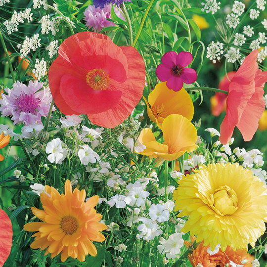 Blomstermix för fjärilar, ekologisk