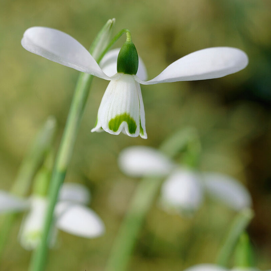 Snödroppe 'S Arnott'