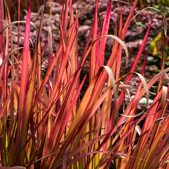 Japanskt blodgräs 'Red Baron', 2L