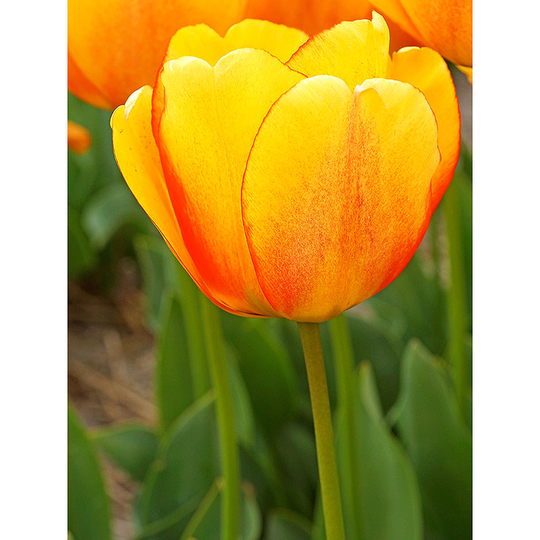 Darwintulpan 'Blushing Apeldoorn'