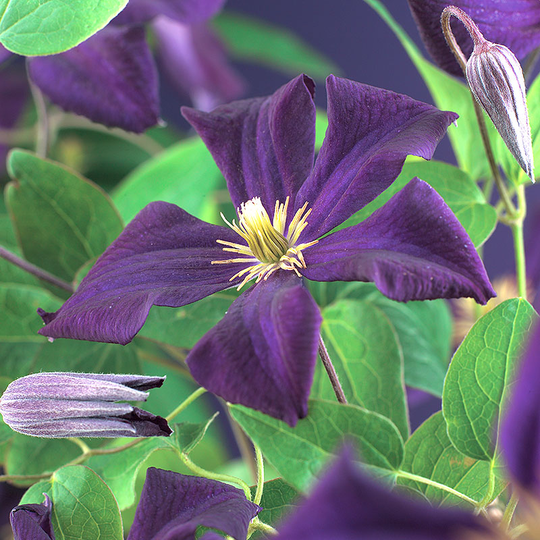 Klematis 'Romantika'