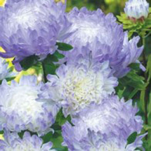 Aster 'Duchess Blue Ice'