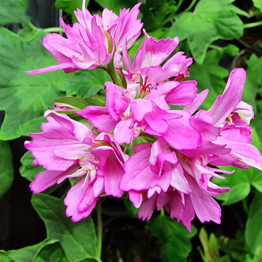 Stjärnpelargon 'Pink Joann Hodgson'