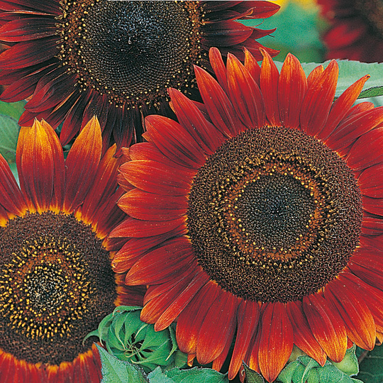 Solros 'Evening Sun'