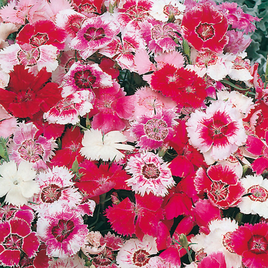 Sommarnejlika 'Baby Doll Mix'