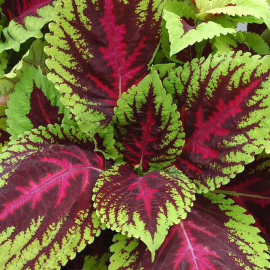Palettblad 'Kong Red'