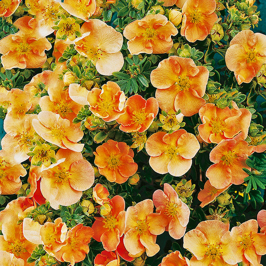 Ölandstok 'Daydawn'