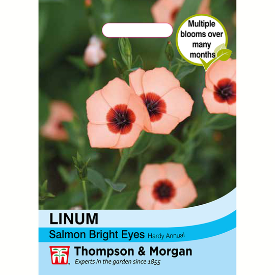 Blomsterlin 'Salmon Bright Eyes'