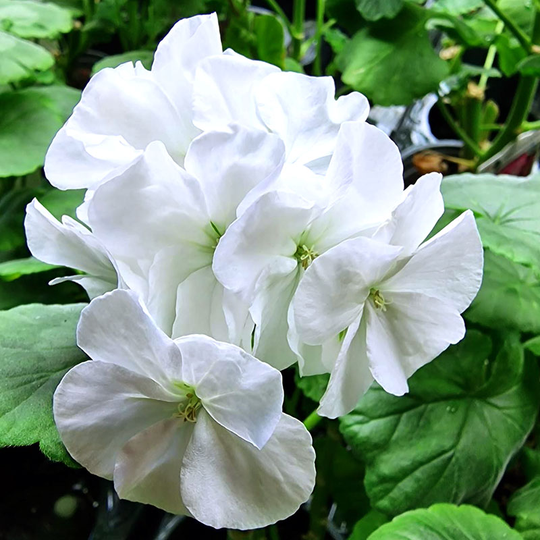 Zonalpelargon 'Snowstorm'