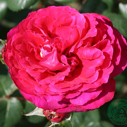 Ros 'Katherine Renaissance'