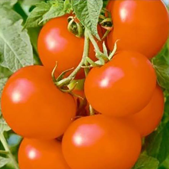Tomat 'Orkado'