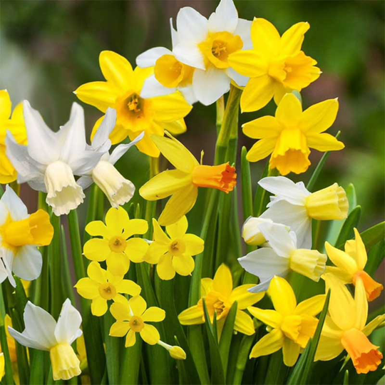 Narcisser - mix av botaniska sorter, ekologisk