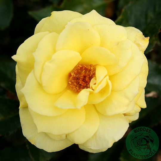 Ros 'Friesia'