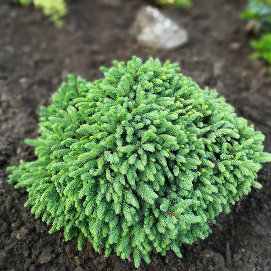 Goliat Echiniformis @Plant Vitgran, 10 Pack