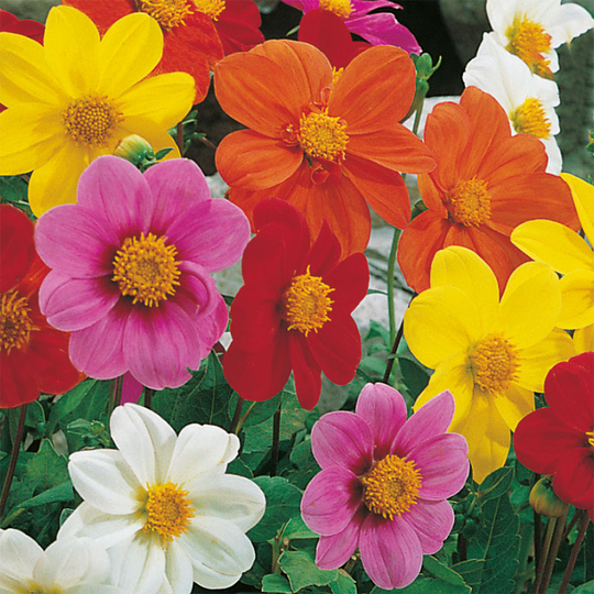 Sommardahlia 'Mignon', mix