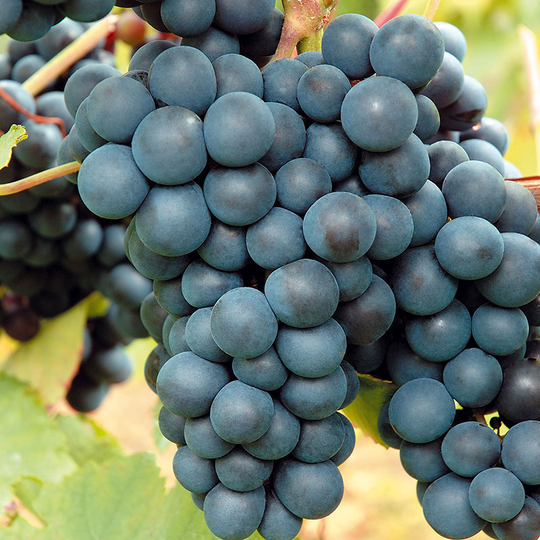 Vindruva 'Rondo'