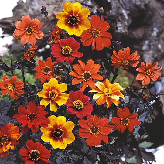 Sommardahlia 'Bishops Children'