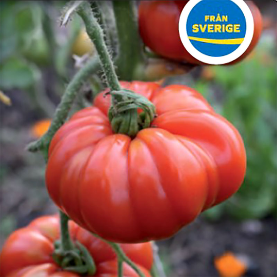 Tomatplanta Bifftomat 'Marmande'