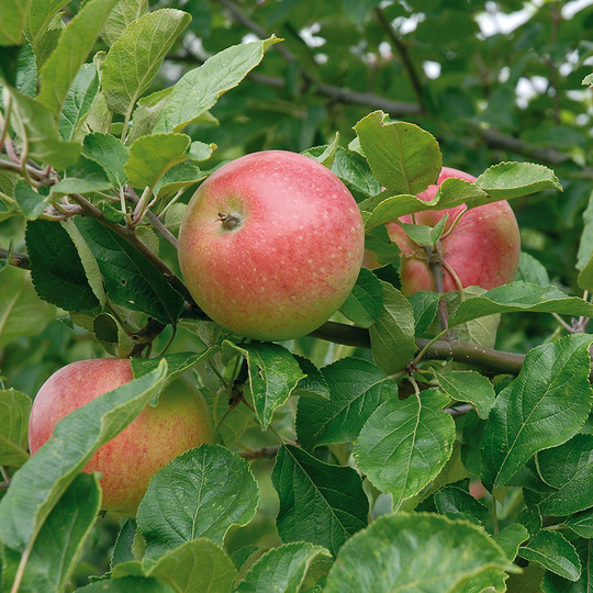 Äpple 'Aroma'
