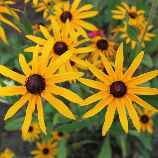 Strålrudbeckia 'Goldtrum', 6-pack
