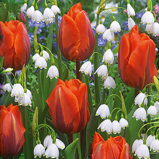 Spring Glory, mix