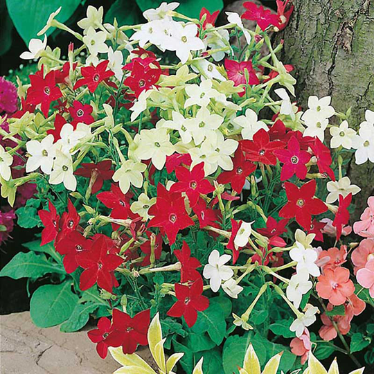 Tobaksblomma 'Roulette Mixed' F2