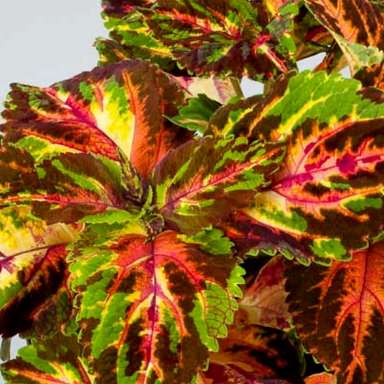 Palettblad 'Superfine Rainbow Multicolor'