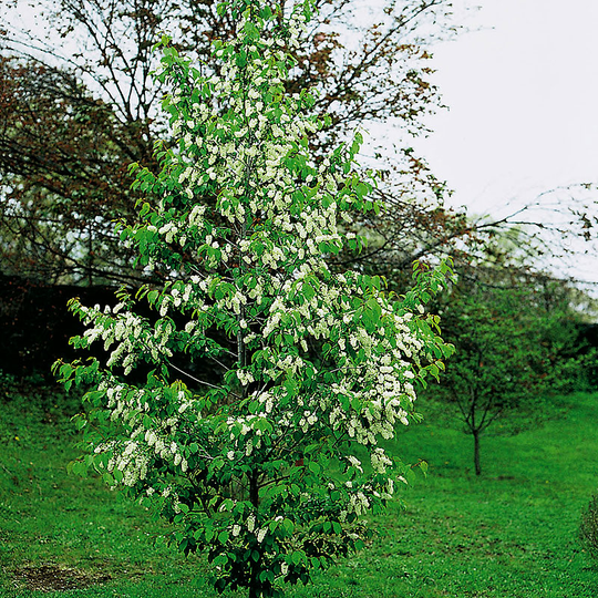 Hägg, Prunus padus