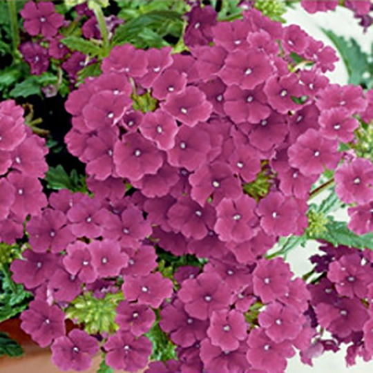 Trädgårdsverbena Quartz Burgundy