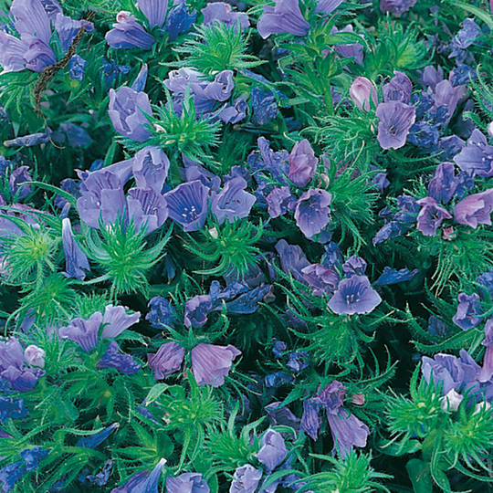 Snokört 'Blue Bedder'