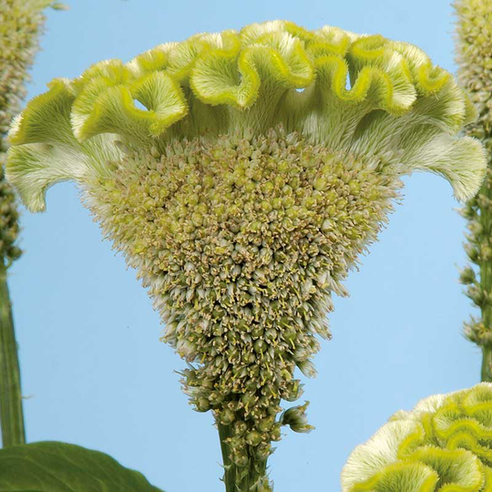 Tuppkam 'Bombay Spring Green'