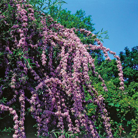 Sommarbuddleja