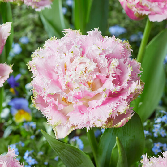 Franstulpan 'Perth'