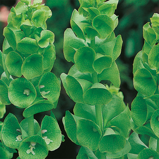 Musselsyska 'Bells of Ireland'