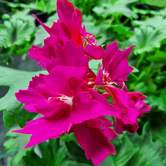 Stjärnpelargon 'Rushmoor Two Tone'