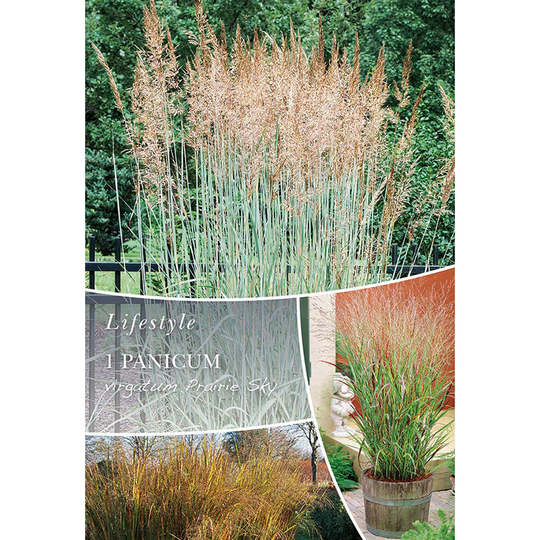 Jungfruhirs 'Prairie Sky'