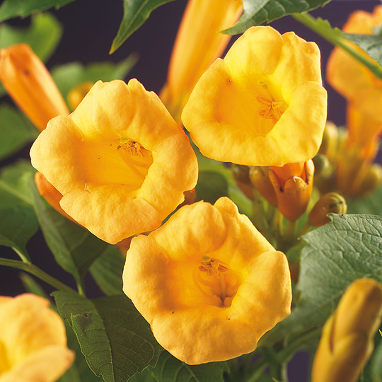 Trumpetranka 'Flava'