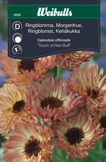 Weibulls Ringblomma Touch Of Red