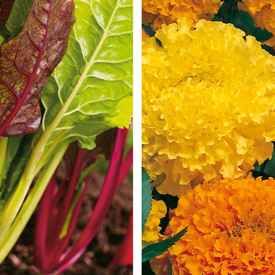 Partnerplantor - Tagetes och mangold