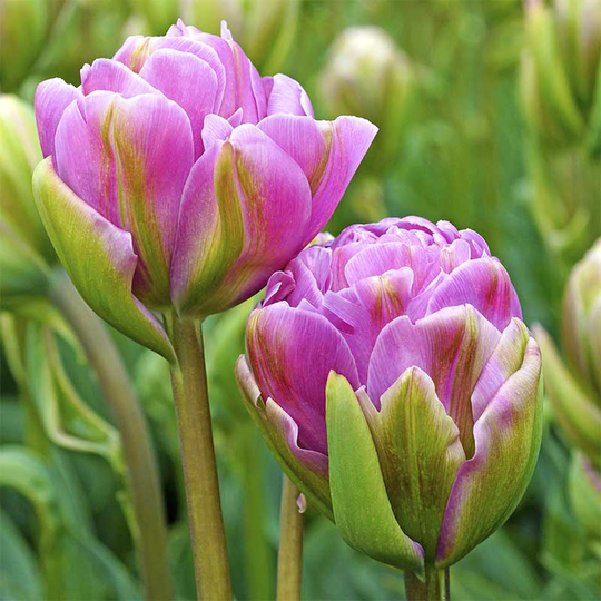 Tulpan 'Violet Pranaa'