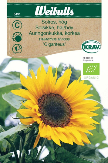 Weibulls Solros Hög Giganteus