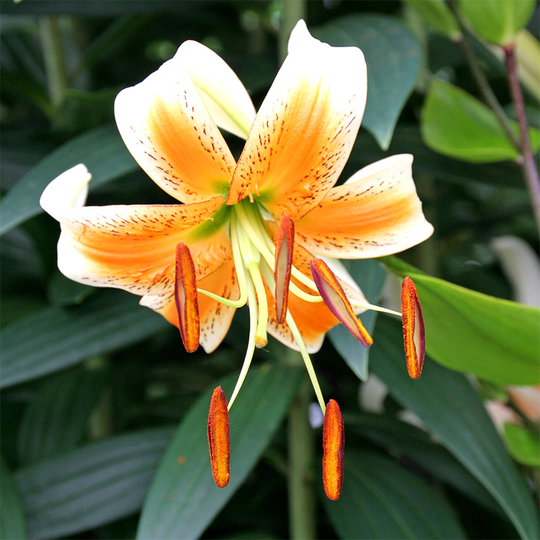 Lilja 'Lady Alice'