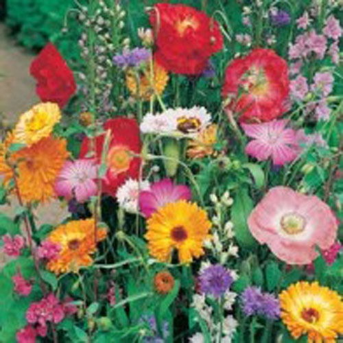Pollinerarmix 'Wildlife friendly'