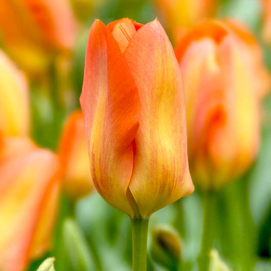 Kejsartulpan ’Orange Breeze’